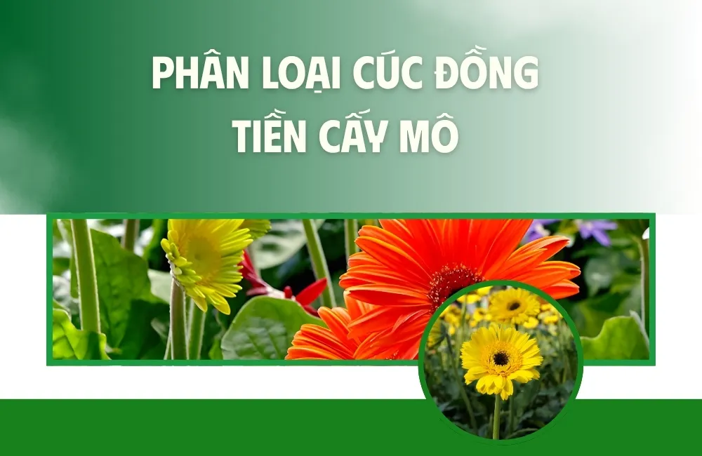 Tổng quan về cúc đồng tiền cấy mô và đặc điểm nhận diện