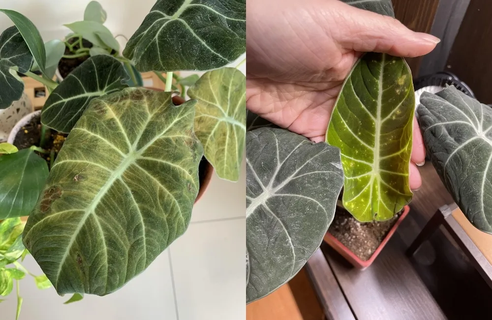 Kỹ thuật phòng bệnh chủ động cho Alocasia Black Velvet cấy mô