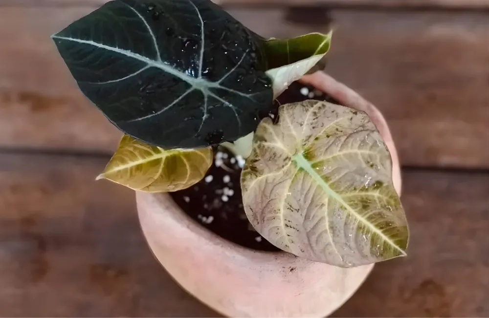 Cách xử lý bệnh và phục hồi cây Alocasia Black Velvet hiệu quả