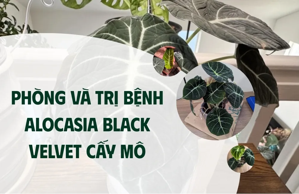 Vì sao Alocasia Black Velvet cấy mô dễ phát sinh bệnh nếu chăm sai?