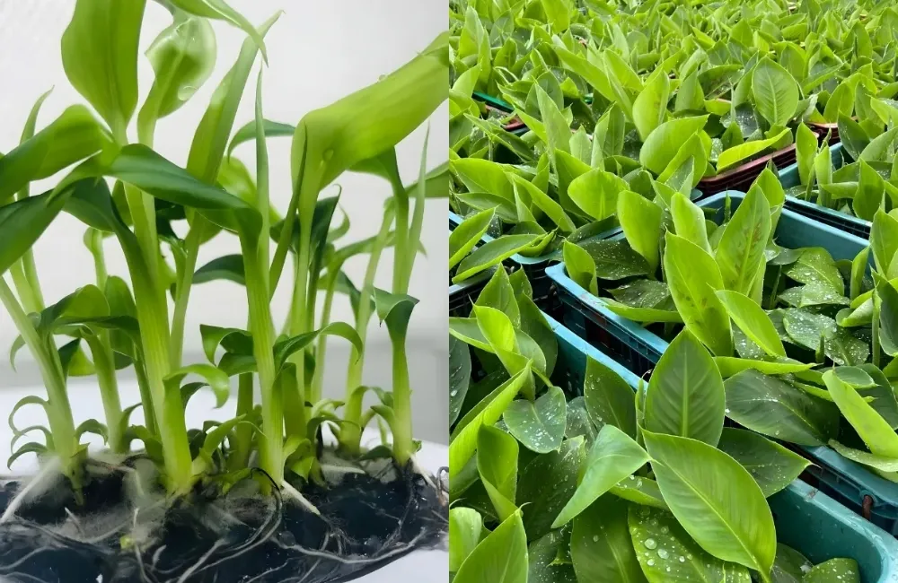 Vì sao chuối bàn tay phật cấy mô vẫn có thể bị bệnh?