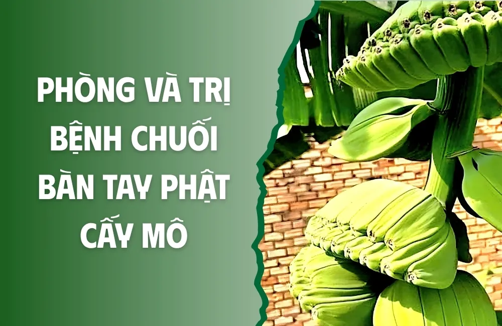 Nhận diện sớm các bệnh thường gặp trên chuối bàn tay phật cấy mô