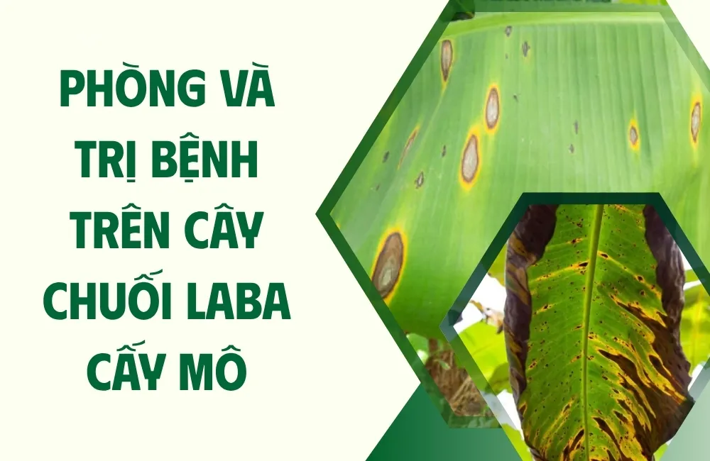 Vì sao Chuối Laba cấy mô dễ phát sinh bệnh nếu chăm sóc không đúng?