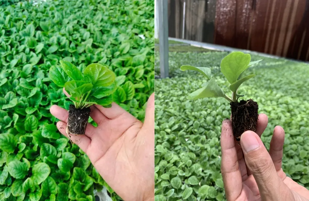 Kỹ thuật phòng bệnh chủ động cho cúc đồng tiền cấy mô