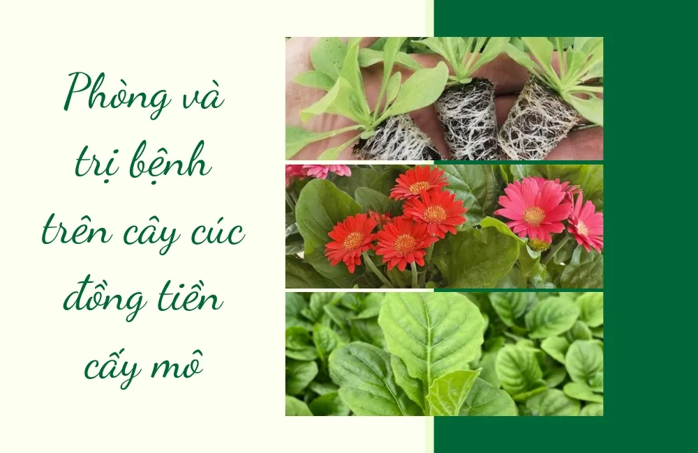 Vì sao cúc đồng tiền cấy mô dễ phát sinh bệnh nếu chăm sóc sai cách?