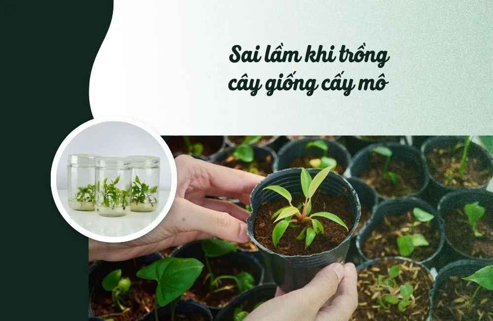 Sai lầm khi trồng cây giống cấy mô