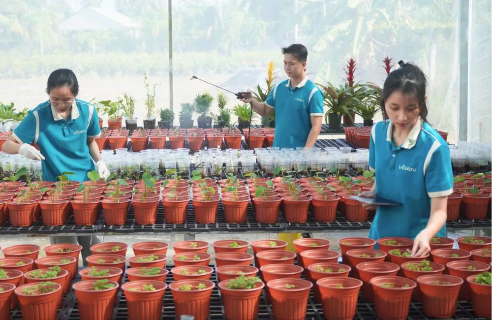 Sai lầm khi trồng cây giống cấy mô