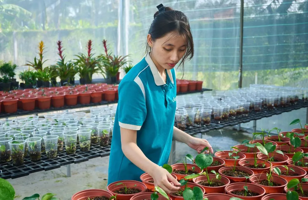 Sai lầm khi trồng cây giống cấy mô