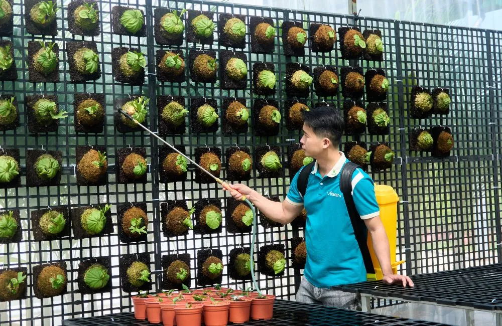 Sai lầm khi trồng cây giống cấy mô