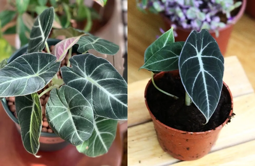 So sánh về giá trị sử dụng và chi phí đầu tư