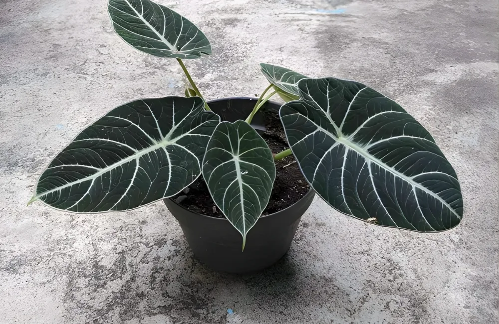 Nên chọn Alocasia Black Velvet cấy mô trong trường hợp nào?