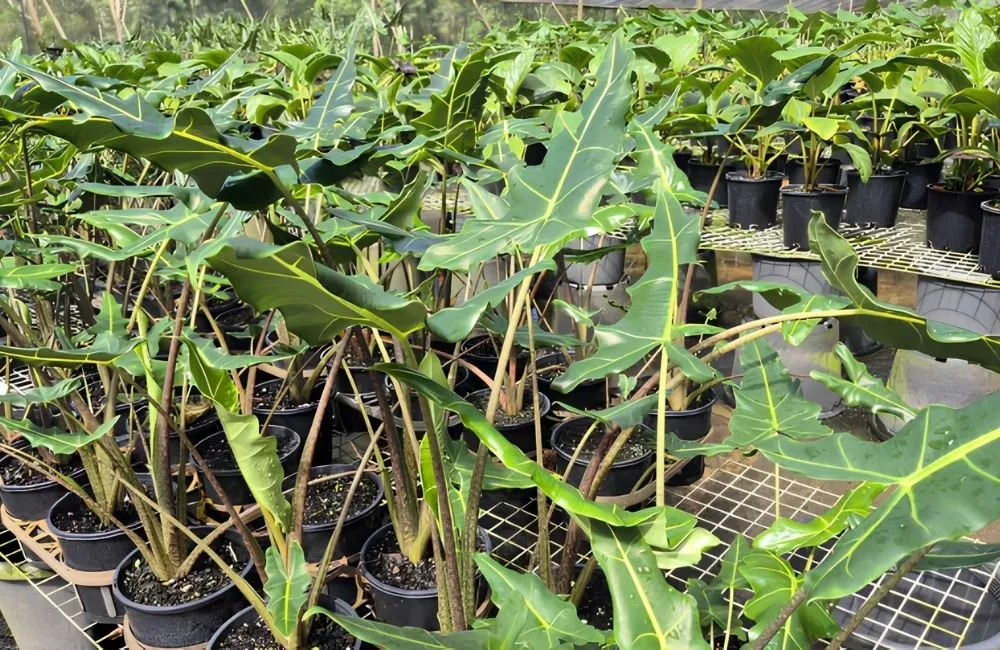 So sánh kích thước cây và tốc độ phát triển