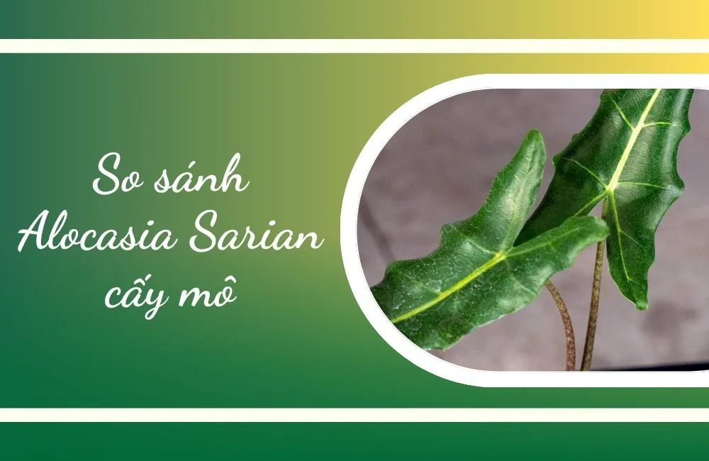 Tổng quan về Alocasia Sarian cấy mô