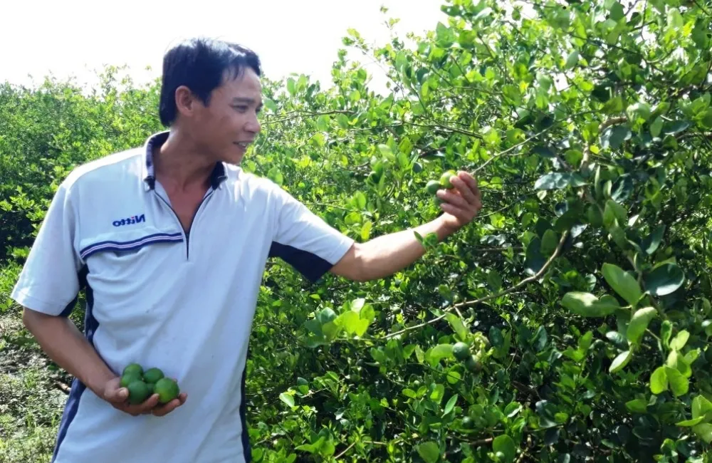 So sánh đặc điểm hình thái và sinh trưởng của chanh giấy với các giống chanh khác