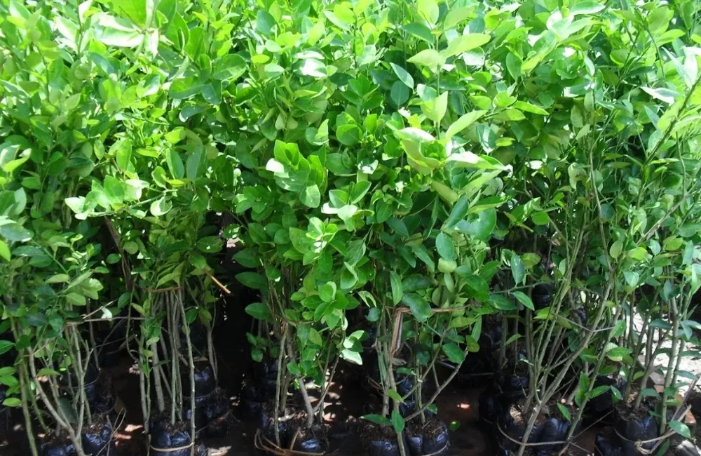 So sánh điều kiện trồng và mức độ chăm sóc của các giống chanh