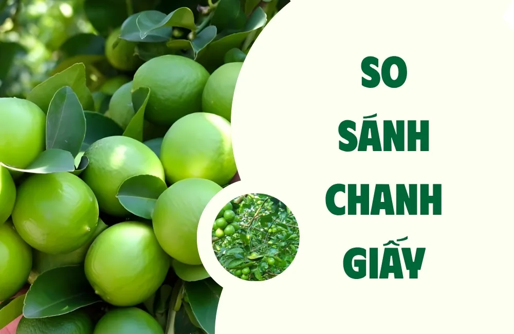 Tổng quan về chanh giấy và các giống chanh phổ biến hiện nay