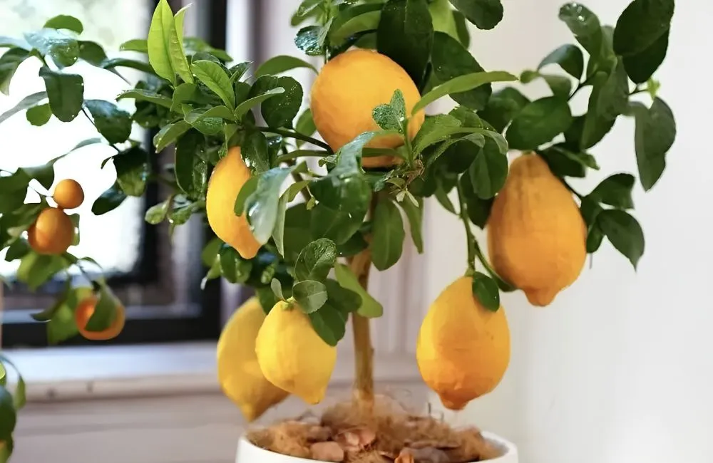 So sánh chanh vàng Mỹ