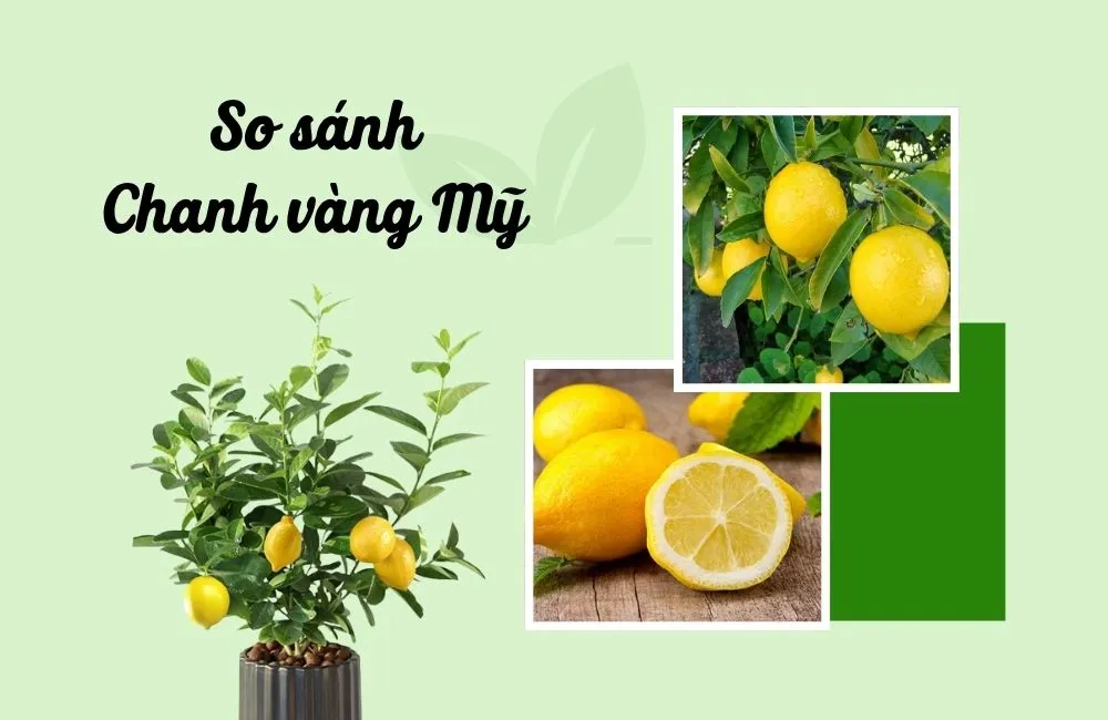 So sánh chanh vàng Mỹ