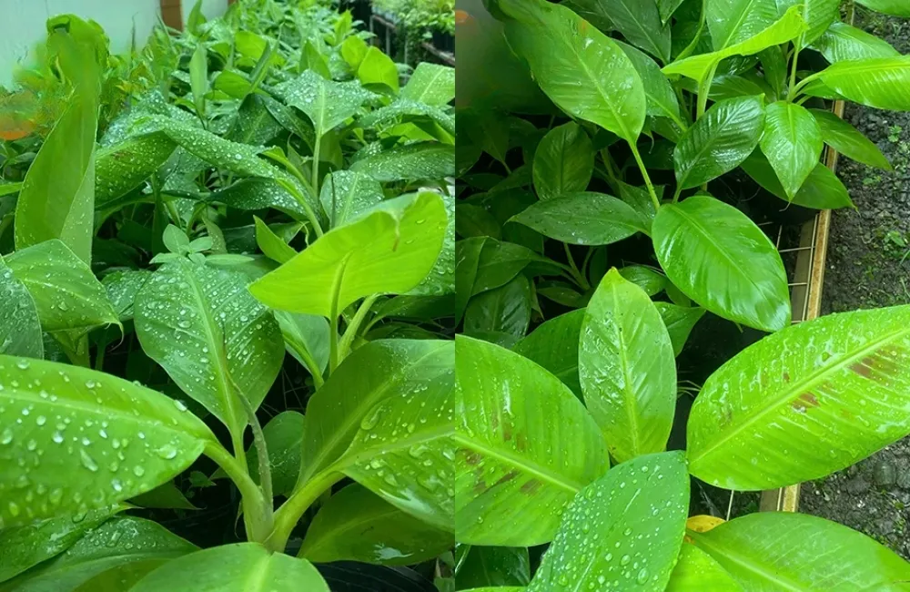 So sánh hiệu quả kinh tế và chi phí đầu tư khi trồng Chuối Laba cấy mô