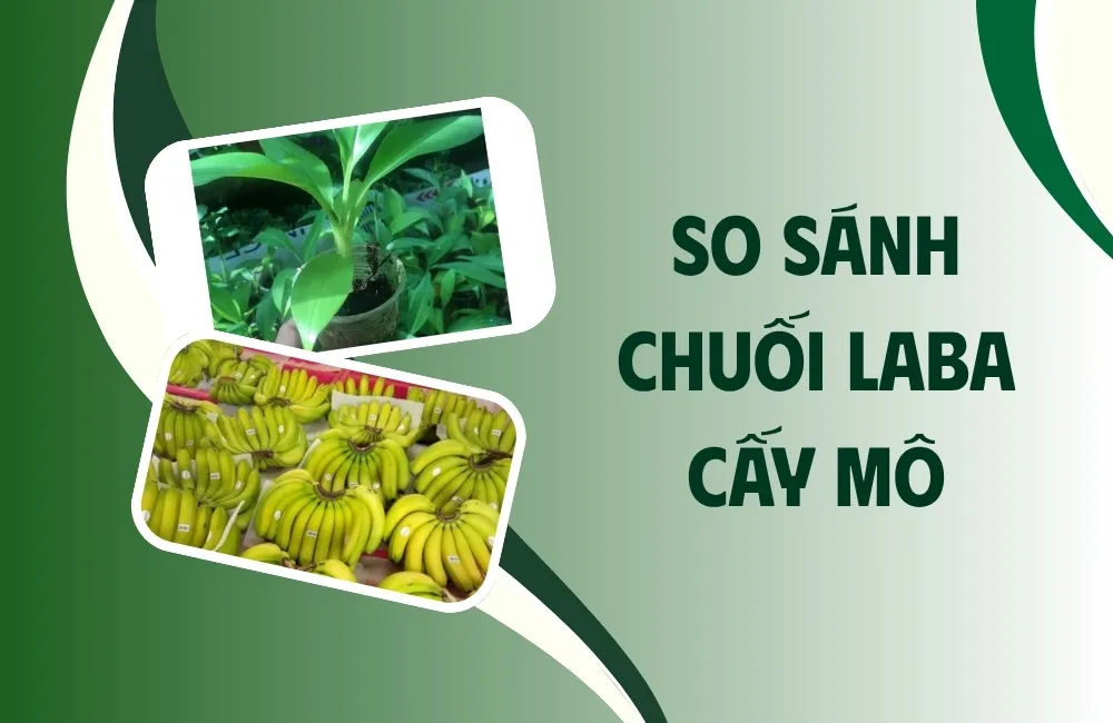 Chuối Laba cấy mô là gì và có điểm gì khác biệt?