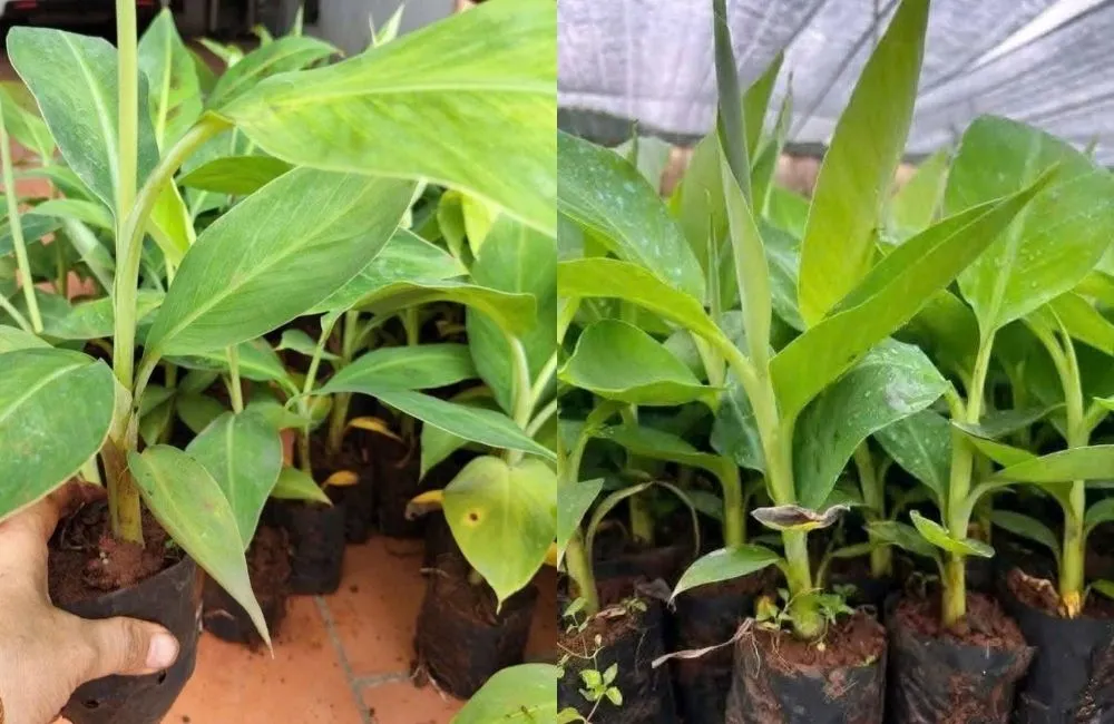 So sánh giữa chuối tiêu hồng cấy mô và trồng truyền thống