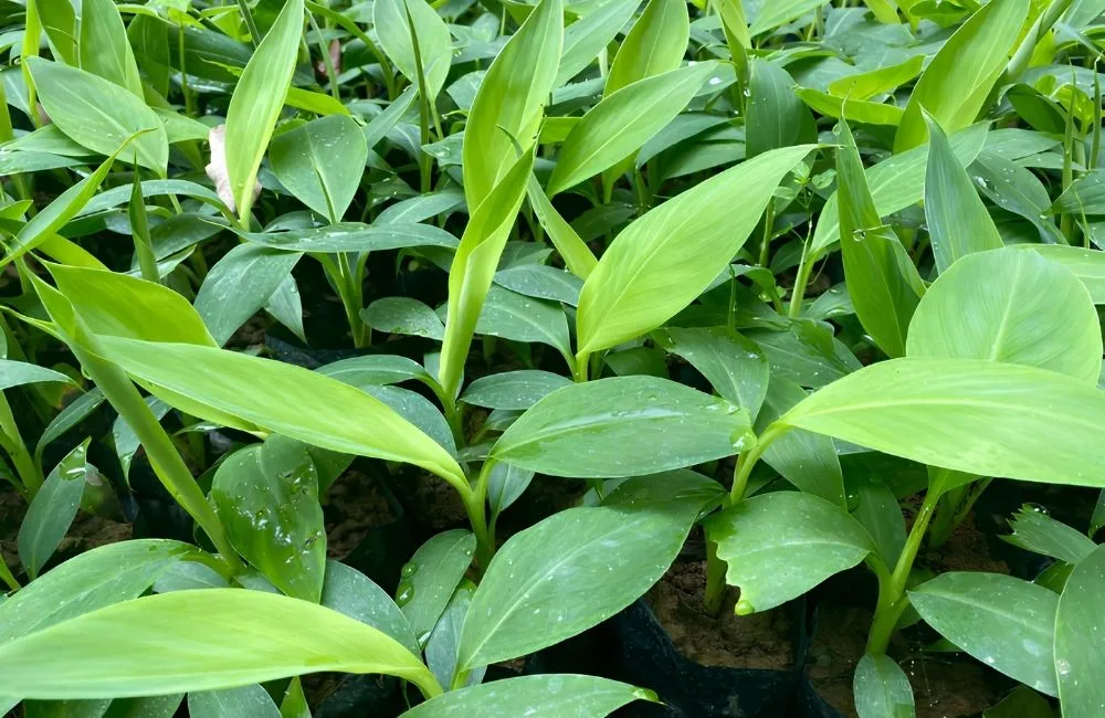 Nên chọn chuối tiêu hồng loại nào để trồng hiệu quả?
