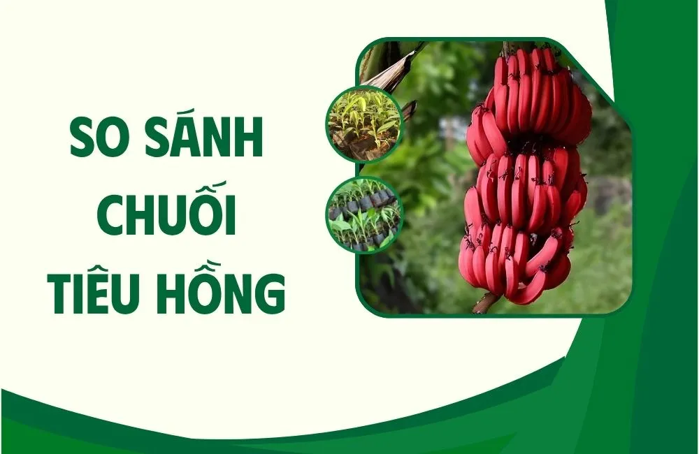 Tổng quan về chuối tiêu hồng và các giống liên quan
