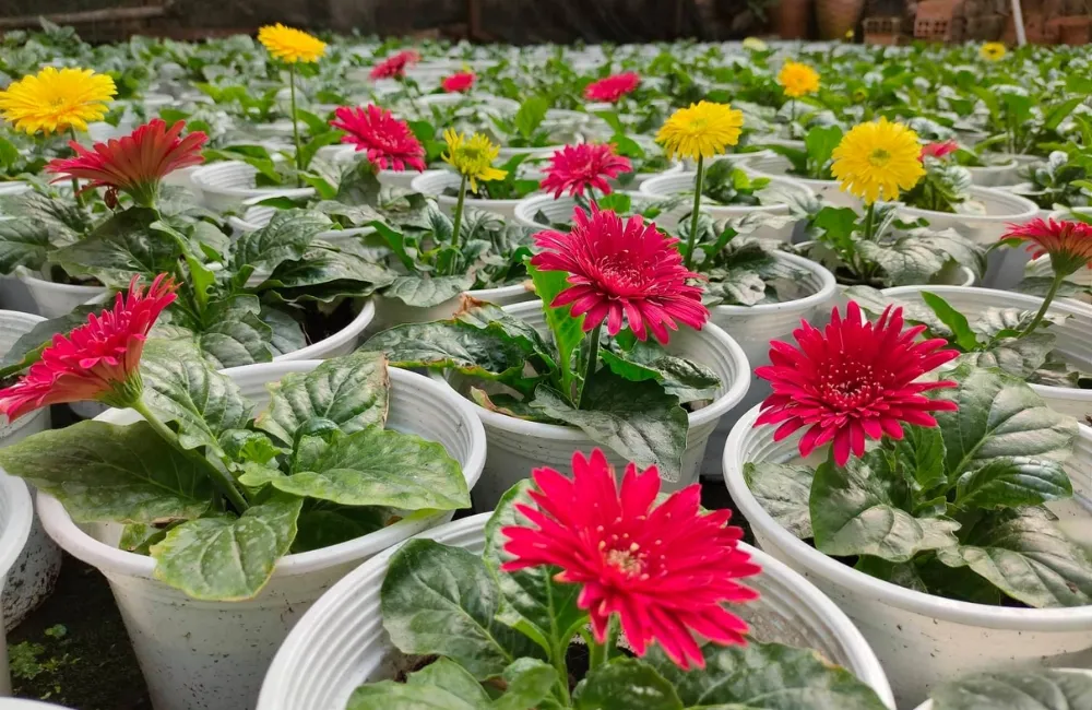 So sánh về chất lượng hoa và năng suất