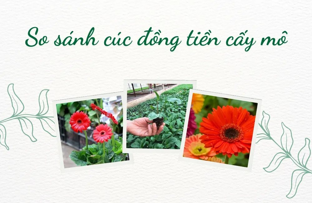 Cúc đồng tiền cấy mô là gì và có điểm gì khác biệt?