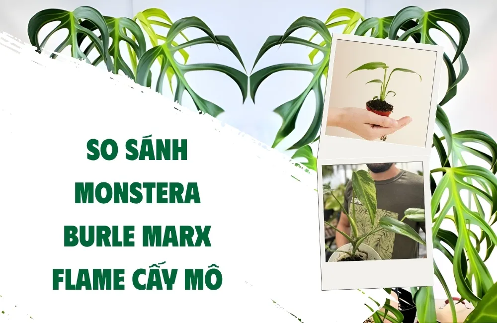 Monstera Burle Marx Flame cấy mô là gì và có gì đặc biệt?