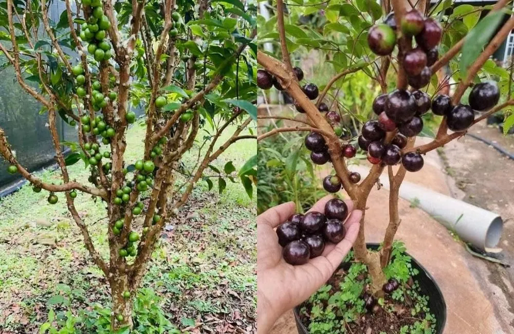 Khả năng ra hoa – đậu trái nhiều lần trong năm