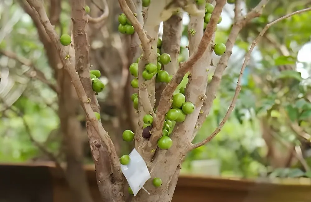 So sánh kỹ thuật trồng và quyết định lựa chọn