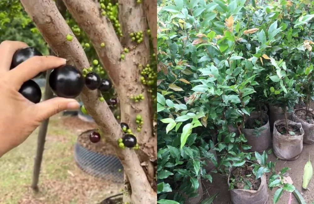 So sánh Nho Thân Gỗ Tứ Quý với các giống nho thân gỗ khác về đặc điểm sinh trưởng
