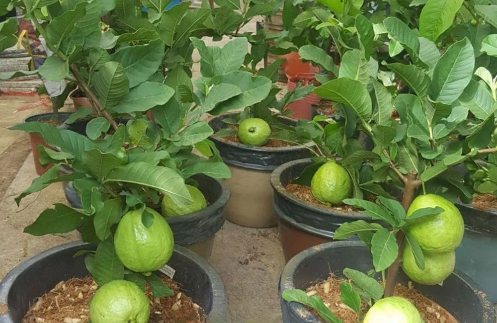 So sánh ổi Nữ Hoàng