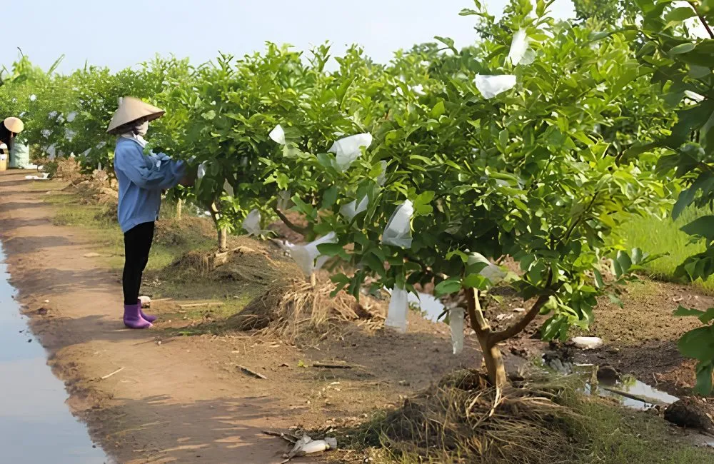 So sánh ổi Nữ Hoàng