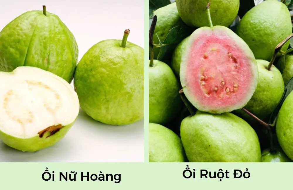 So sánh ổi Nữ Hoàng