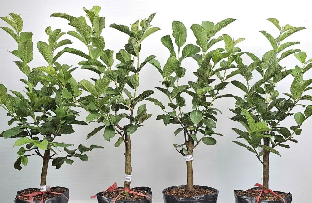 So sánh ổi Nữ Hoàng