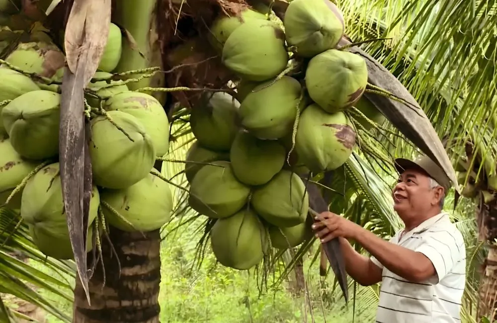 Thị trường dừa sáp