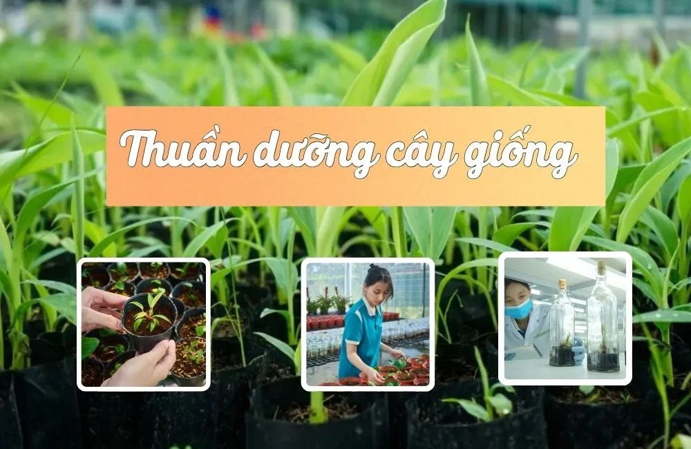 Thuần dưỡng cây giống cấy mô