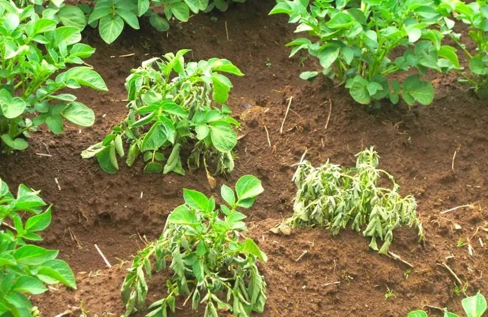 Thuần dưỡng cây giống cấy mô