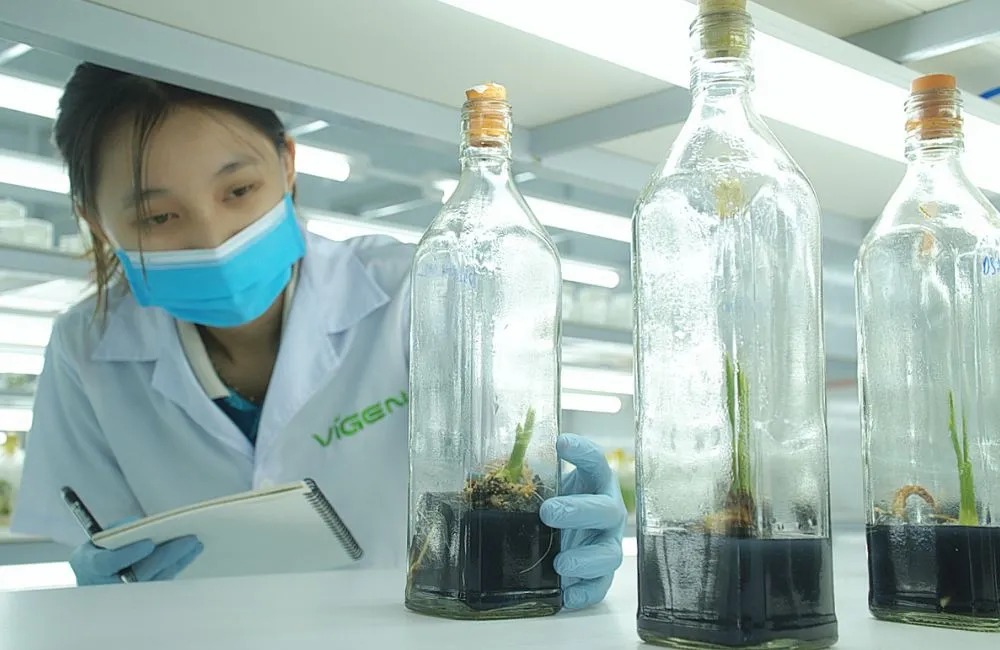 Thuần dưỡng cây giống cấy mô