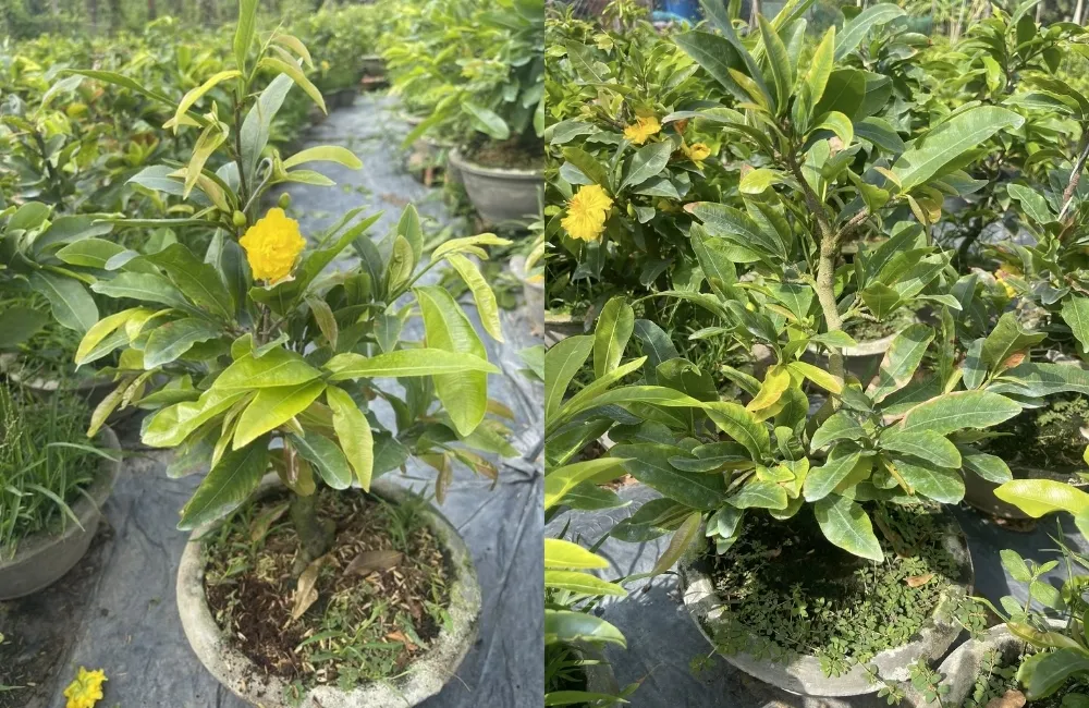 Kỹ thuật chăm sóc Mai cúc hoàng huyết long cấy mô sau khi thuần