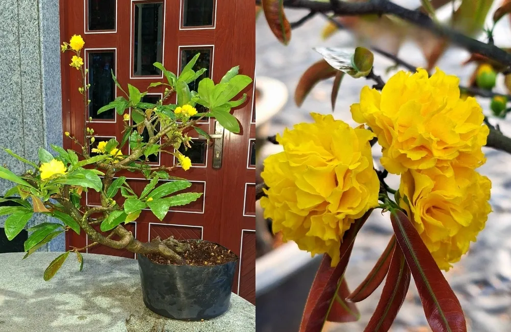 Dấu hiệu nhận biết cây đã thuần tốt và cách xử lý khi cây gặp vấn đề
