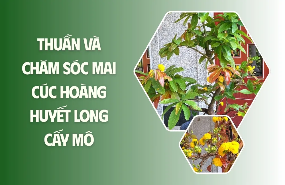 Thuần cây Mai cúc hoàng huyết long cấy mô là gì và vì sao quan trọng?