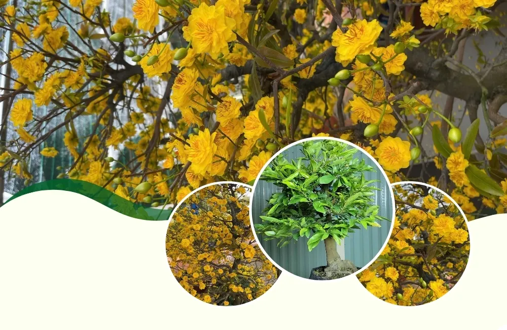 Đặc điểm và lý do cần thuần mai cúc hương chùm cấy mô