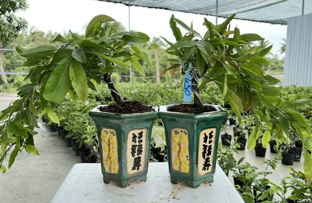 Kỹ thuật chăm sóc Mai Cúc Thọ Hương sau khi thuần