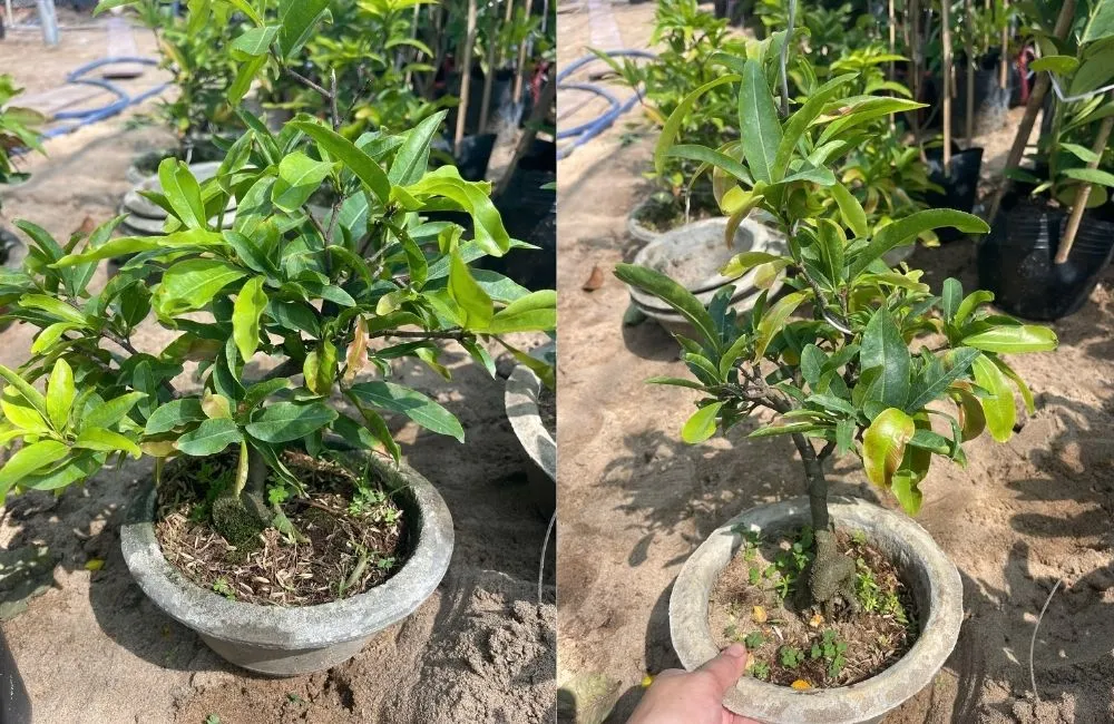 Kinh nghiệm giúp cây phát triển tốt và ra hoa đẹp