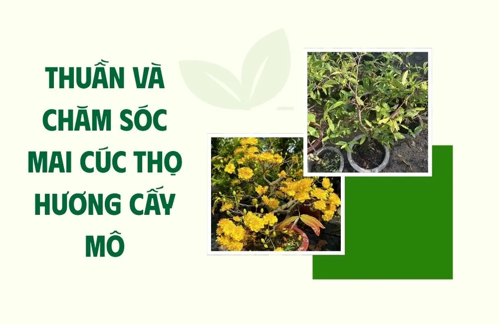 Hiểu đúng về quá trình thuần cây Mai Cúc Thọ Hương cấy mô
