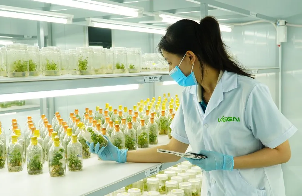 Đơn vị gia công cây giống cấy mô