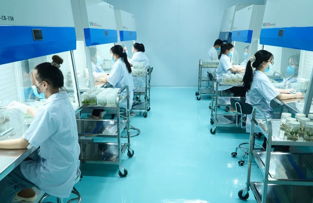 Đơn vị gia công cây giống cấy mô